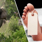 கொழும்பில் போதைப்பொருள் வேட்டை;  இருவர் கைது